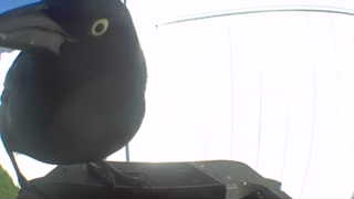 common grackle
