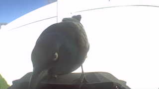 european starling