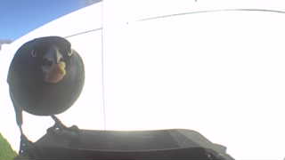 european starling