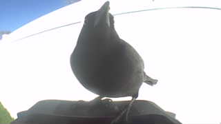 brown-headed cowbird
