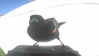 red-winged blackbird