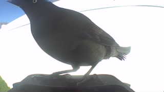 common grackle
