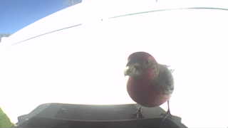 house finch