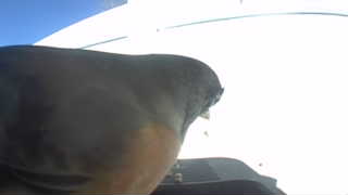 Unidentified clip