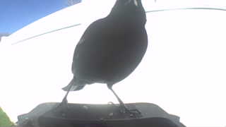 european starling