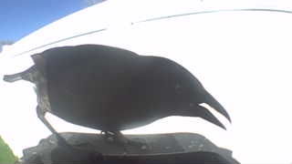 american crow
