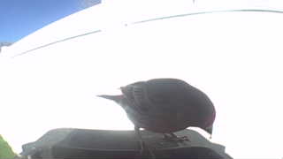 mourning dove