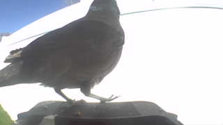rock pigeon