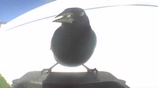 european starling