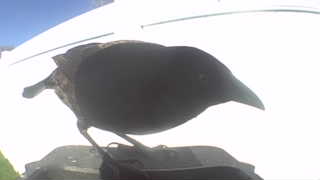 american crow