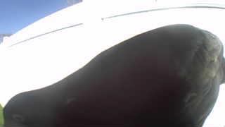 Unidentified clip