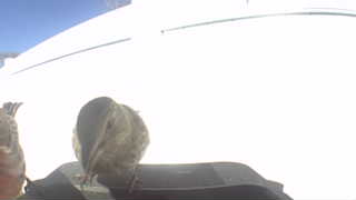 Unidentified clip