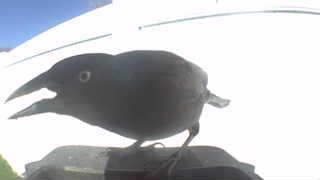 common grackle