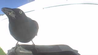 common grackle