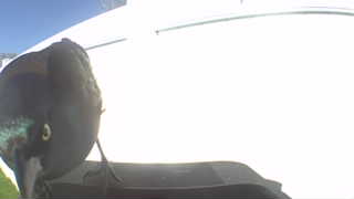 common grackle