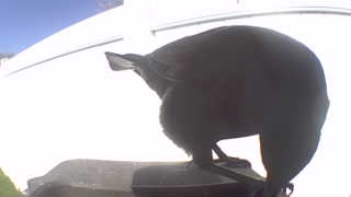 american crow