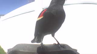red-winged blackbird