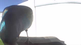 common grackle