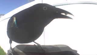 common grackle