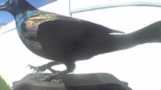 common grackle