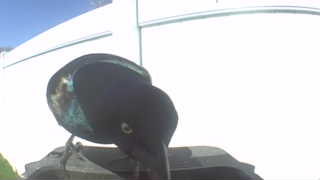 common grackle