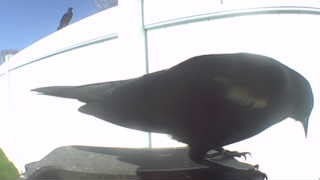 american crow