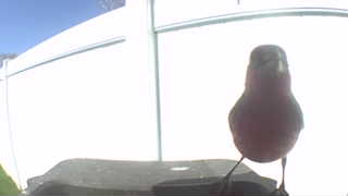 house finch