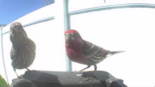 purple finch