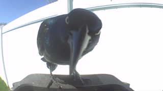 common grackle
