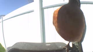 american robin