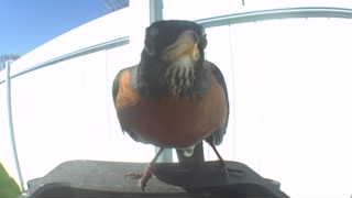american robin