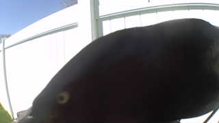 common grackle