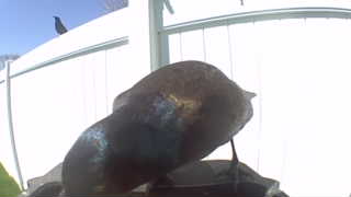 american crow