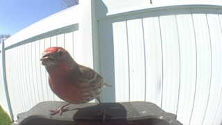 house finch