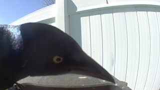 common grackle
