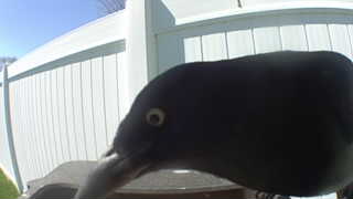 common grackle