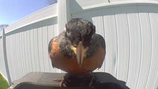 american robin