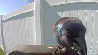 common grackle