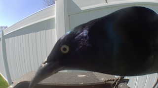 common grackle