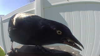 common grackle