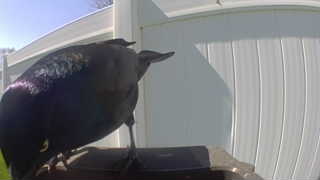 common grackle