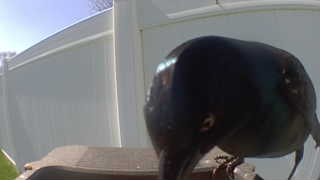 common grackle
