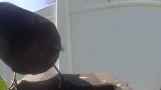 common grackle
