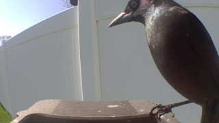american robin