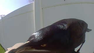 common grackle