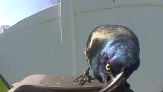 common grackle