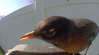 american robin