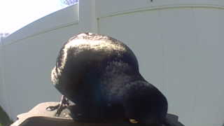 common grackle