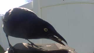 common grackle