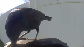 common grackle